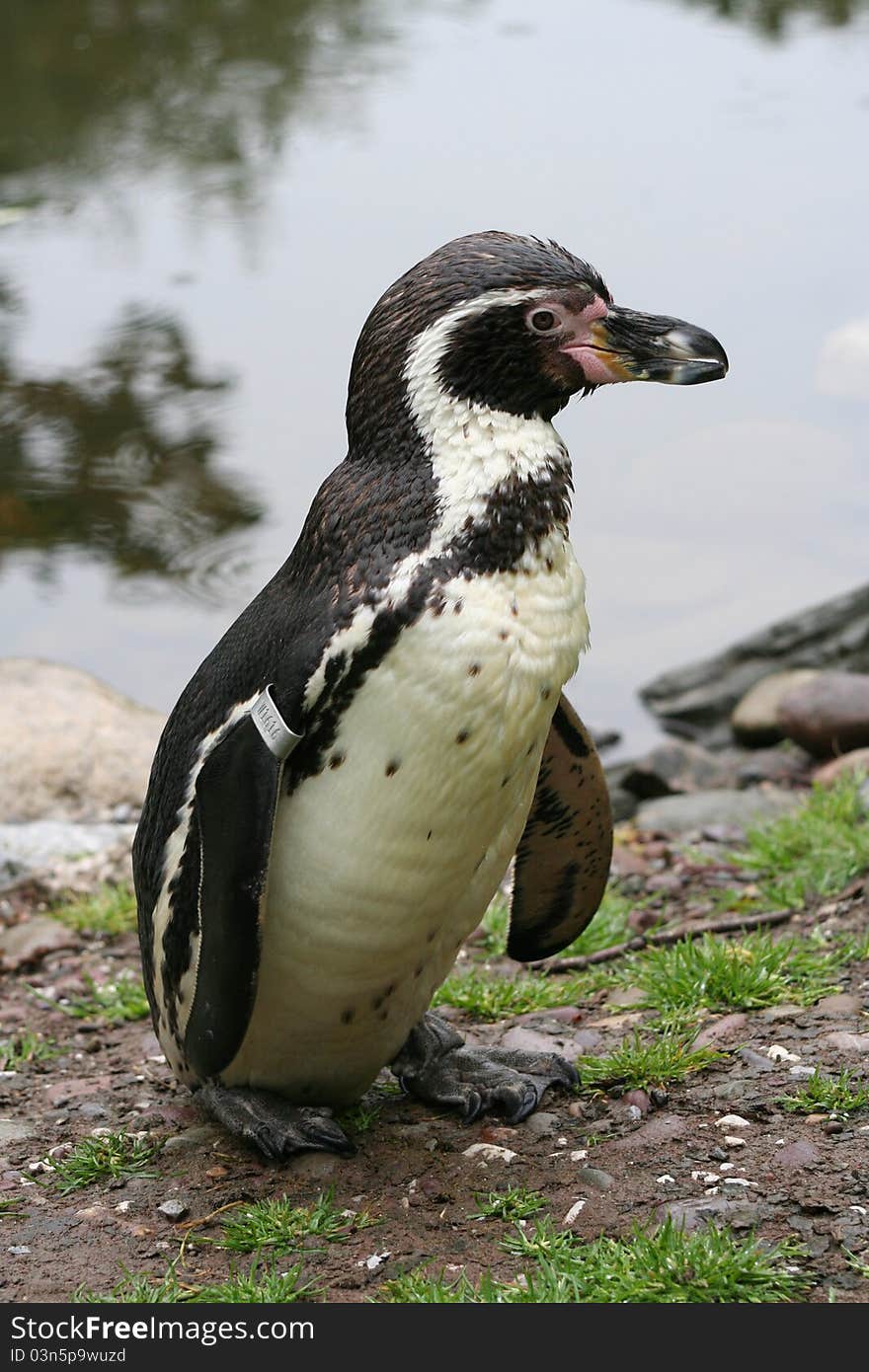 African Penguin