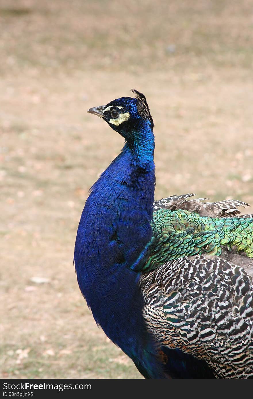 Close up of peacock on Brownsea Island, near poole. Close up of peacock on Brownsea Island, near poole