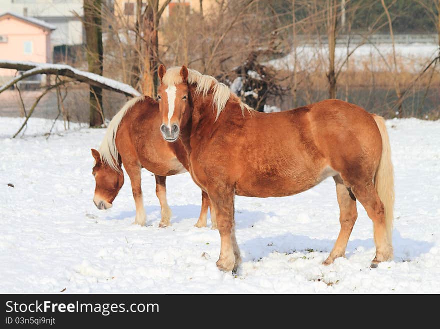 Horses in the snow, during a sunny day