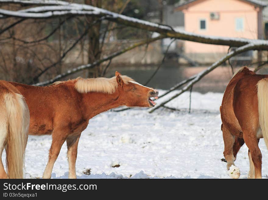 Horses in the snow, during a sunny day