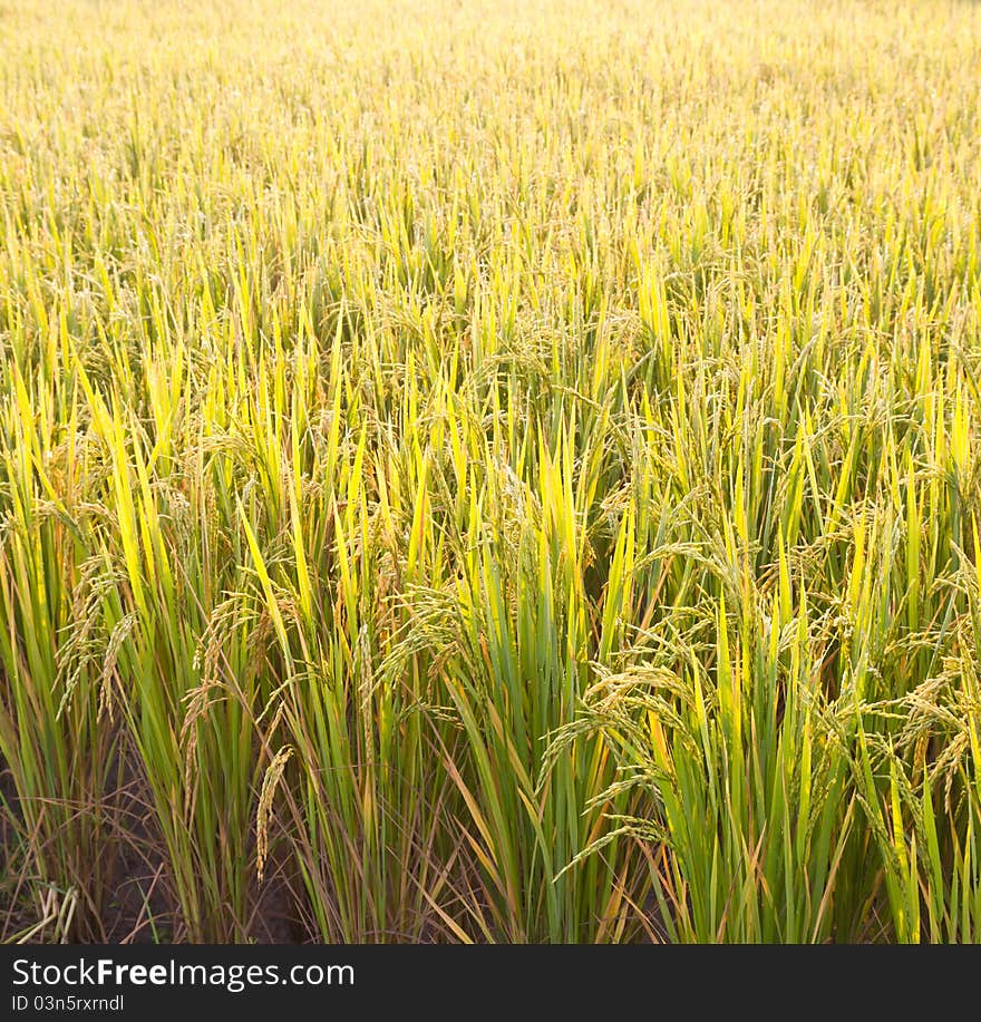 Rice paddy closeup in the morning