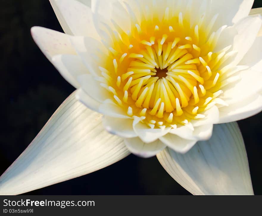 White waterlily in the dark water