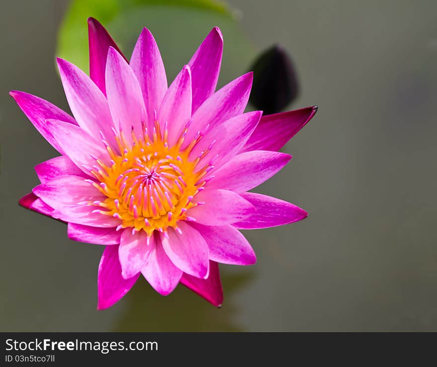 Pink Lotus Flower