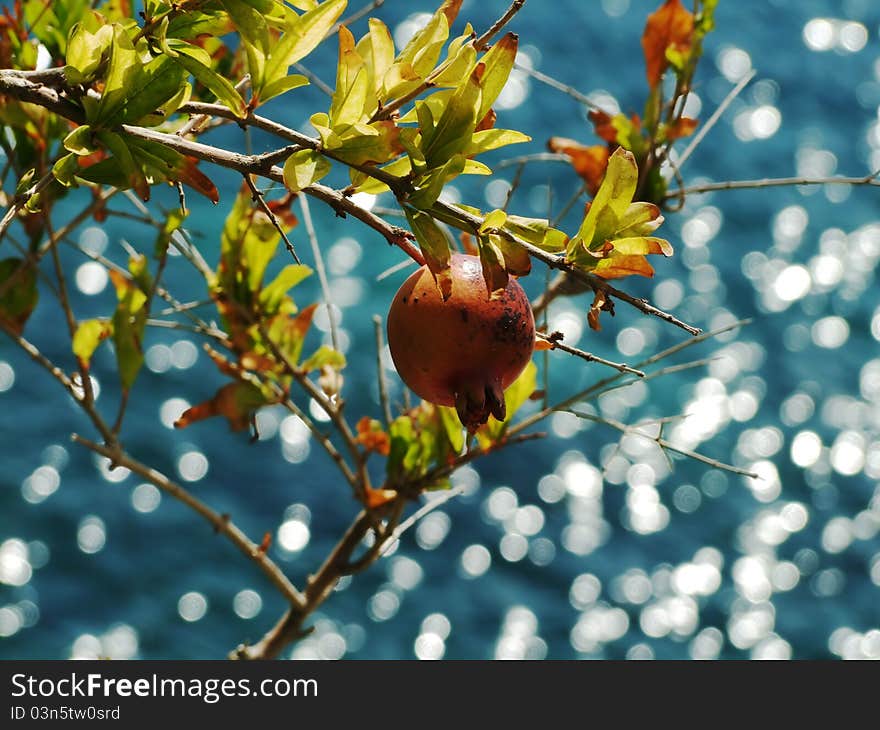 Pomegranate with sea reflection in Greek. Pomegranate with sea reflection in Greek.