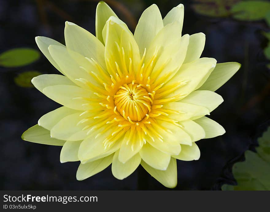 Closeup yellow waterlily in the dark water