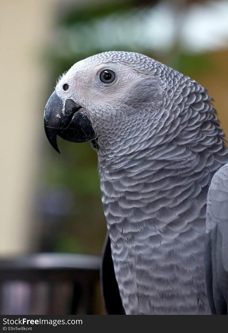 Gray parrot