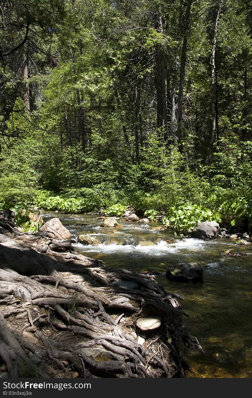 Gently flowing creek in forest. Gently flowing creek in forest