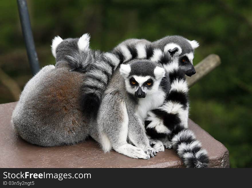 Family of lemurs curled in a ball. Family of lemurs curled in a ball