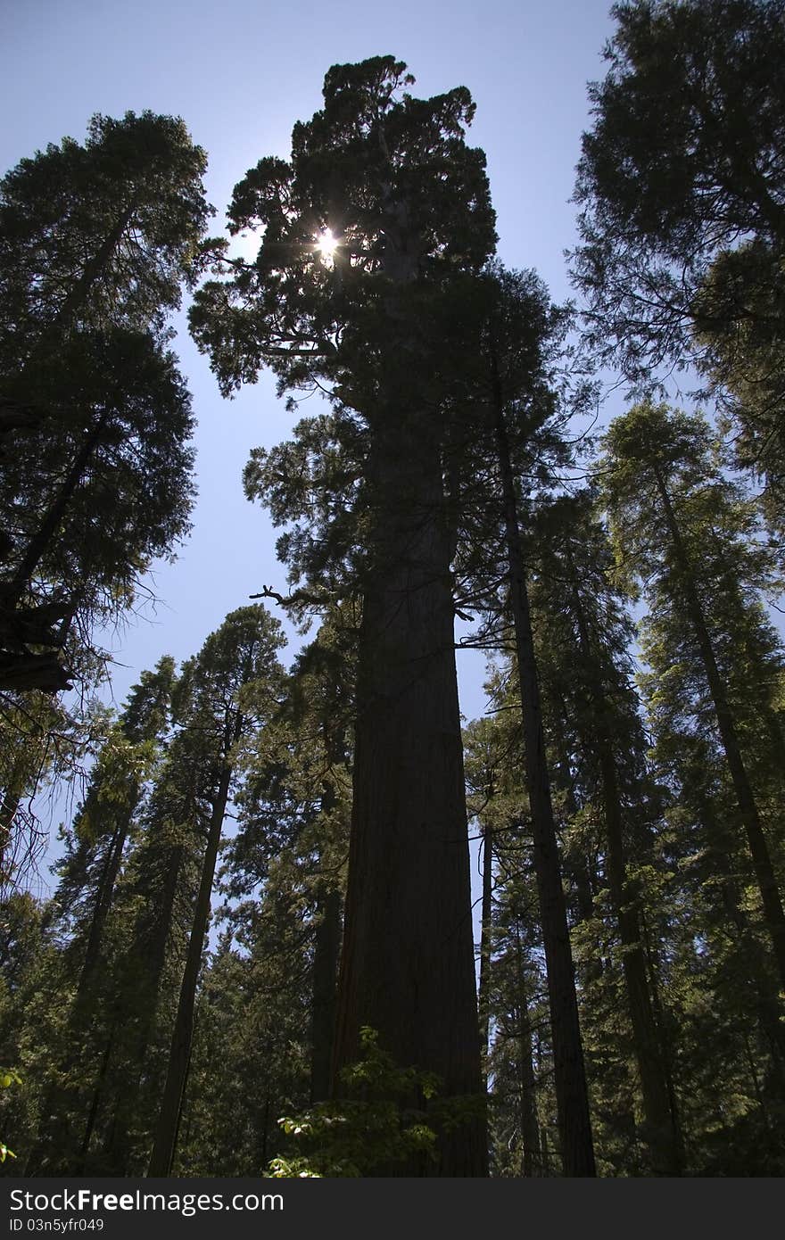 Looking at sky through trees.