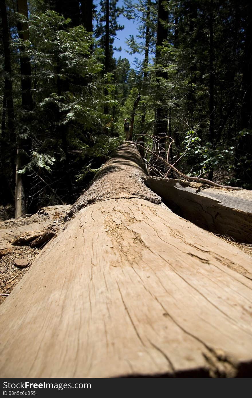 Looking down side of fallen tree. Looking down side of fallen tree