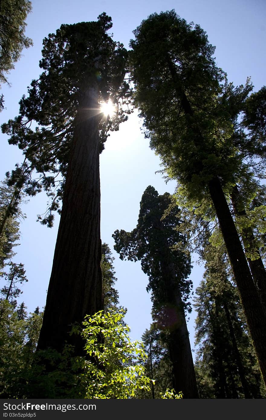 Looking at sky through trees.