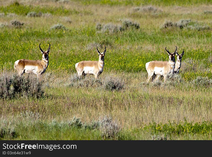 A herd of pronghorn deer stand alert in a field. A herd of pronghorn deer stand alert in a field.