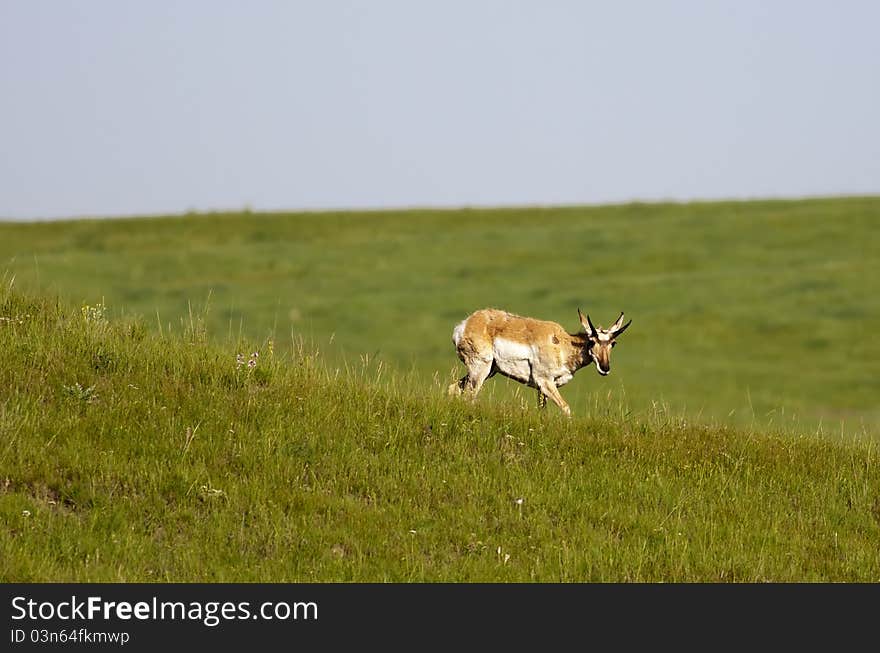 Pronghorn walks downhill.