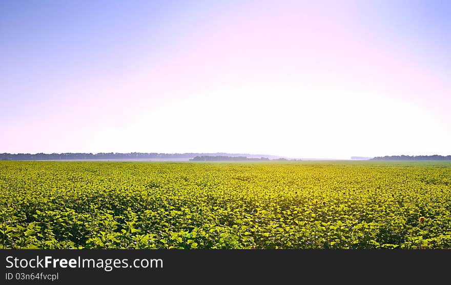 Summer landscape: beauty sunset over sunflowers field