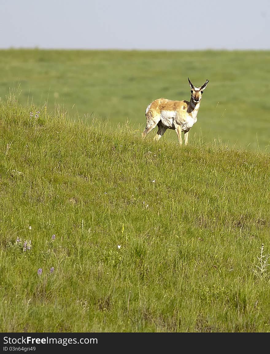 A pronghorn deer stands in a field on the side of a hill. A pronghorn deer stands in a field on the side of a hill.