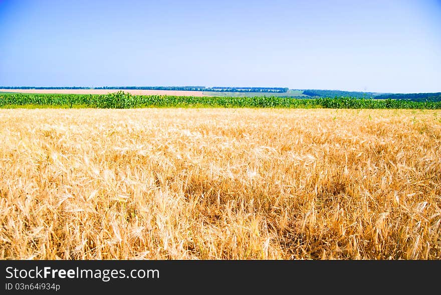 Yellow ripe rye