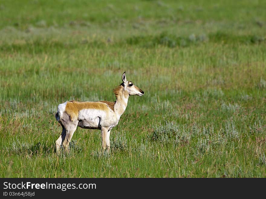 A small pronghorn deer stands in a field. A small pronghorn deer stands in a field.