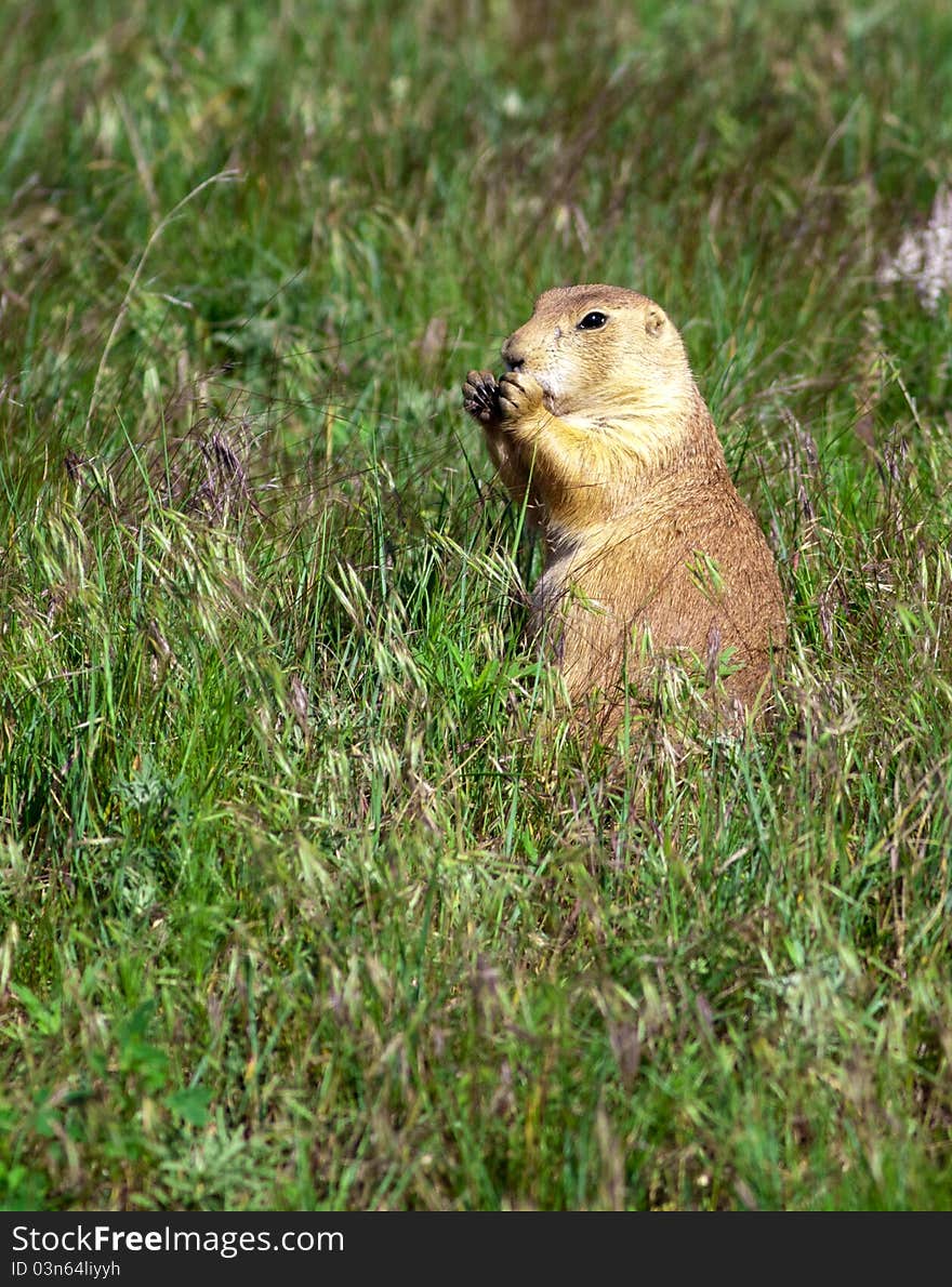 A prairie dog feeds on blades of grass on a sunny day. A prairie dog feeds on blades of grass on a sunny day.