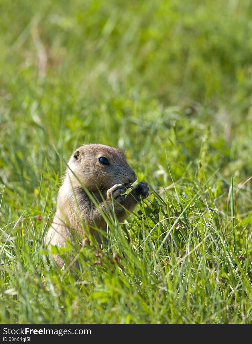 Prairie dog eating grass.