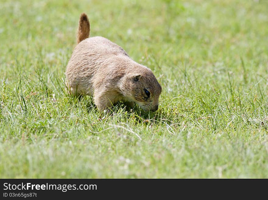 A prairie dog sniffs the ground seemingly in search for food. A prairie dog sniffs the ground seemingly in search for food.