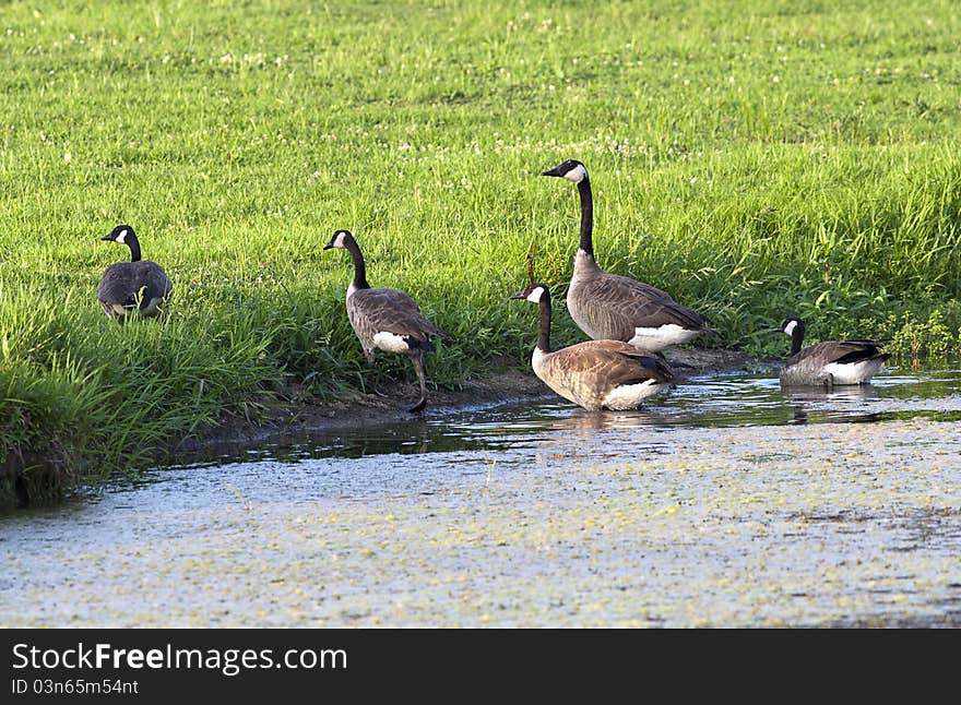 Group of geese leaving pond.