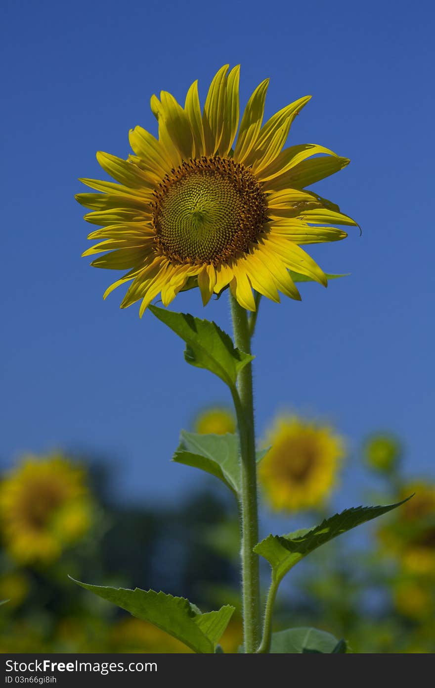 Sunflower