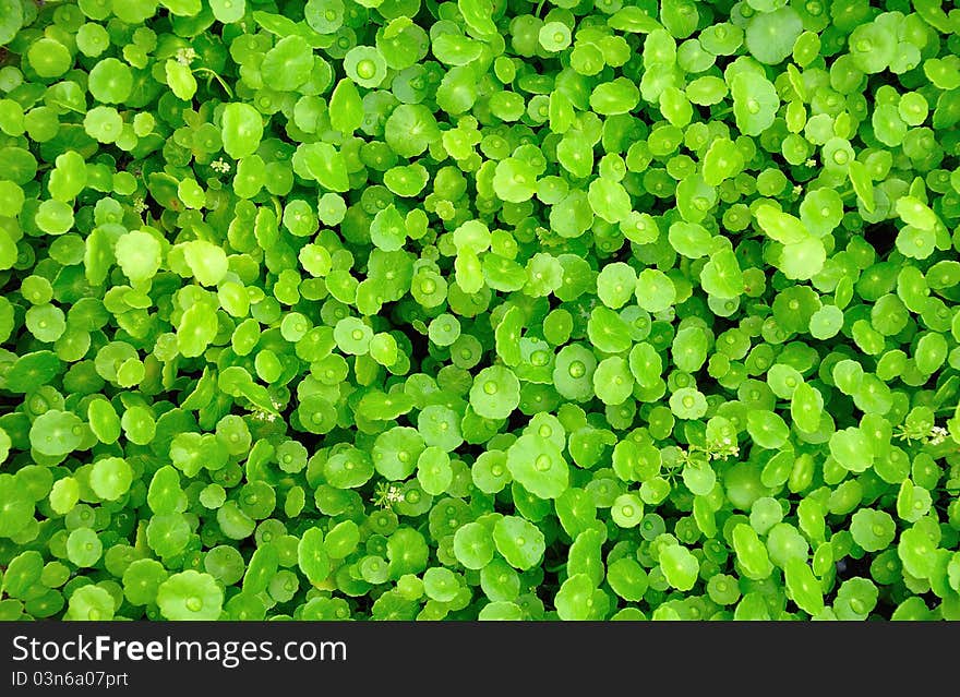 Green grass texture