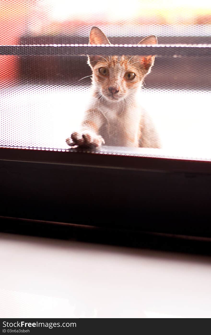 A kitten begging for food outside the mesh door. A kitten begging for food outside the mesh door