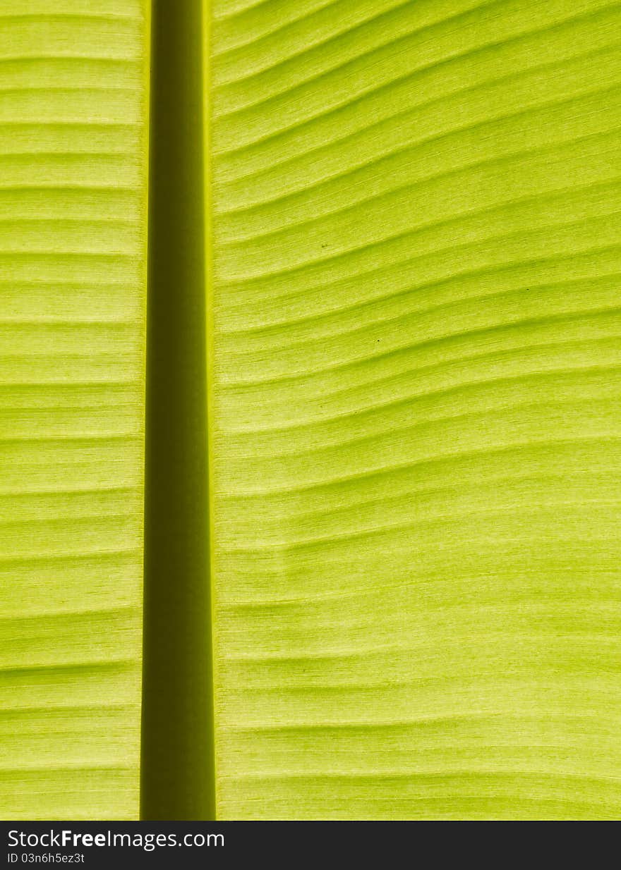 Back lit fresh green banana leaf used for backgrounds