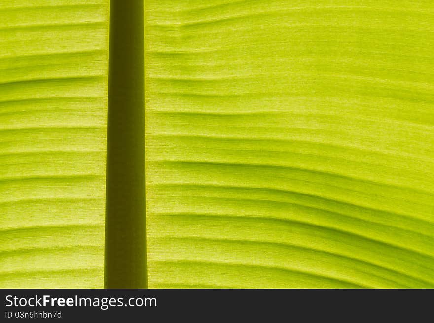 Back lit fresh green banana leaf