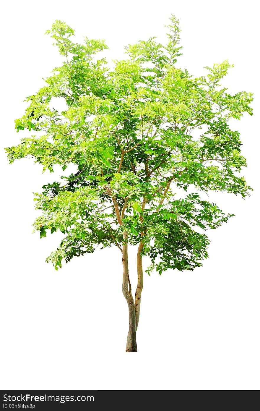 Green tree. The white trim on the back. Green tree. The white trim on the back