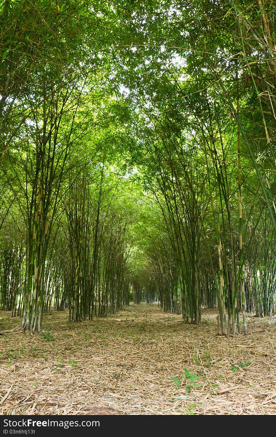 Bamboo trees growing in tranquil forest,Thailand