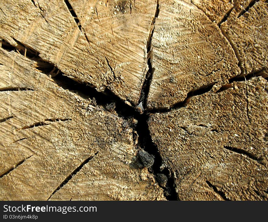 This is structure of wood board. Close-up