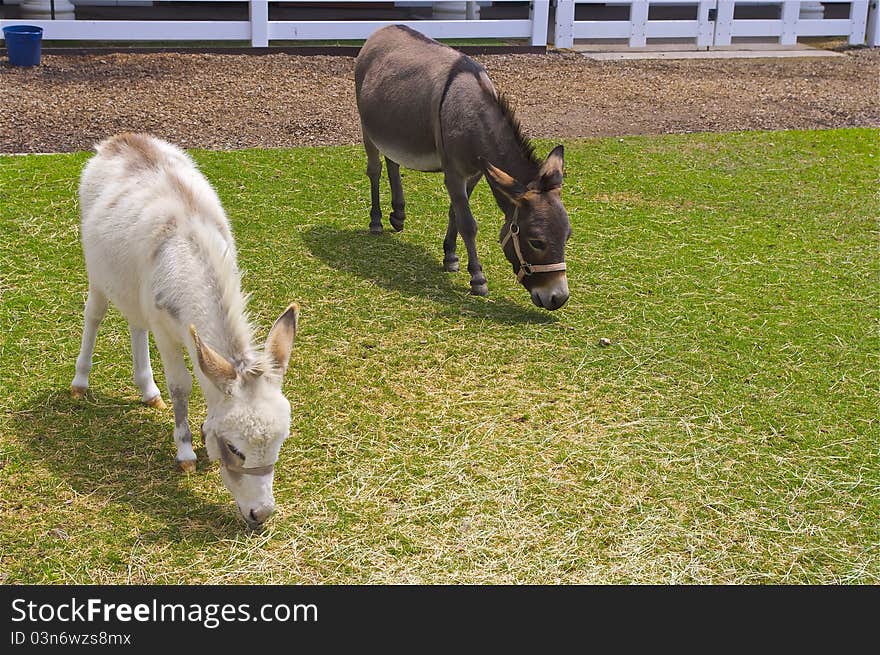 Two donkeys in the barnyard