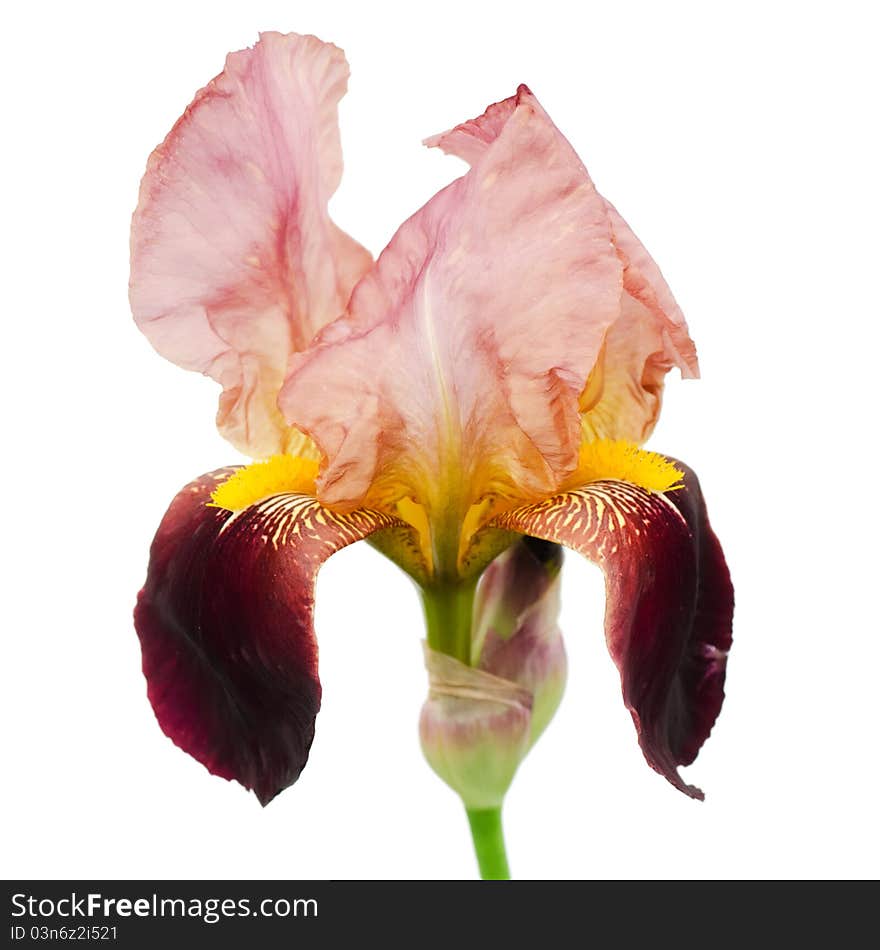 Flower of iris isolated on white background. Flower of iris isolated on white background