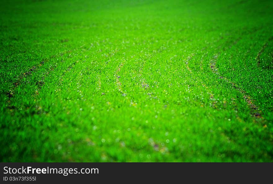 Green grass pattern