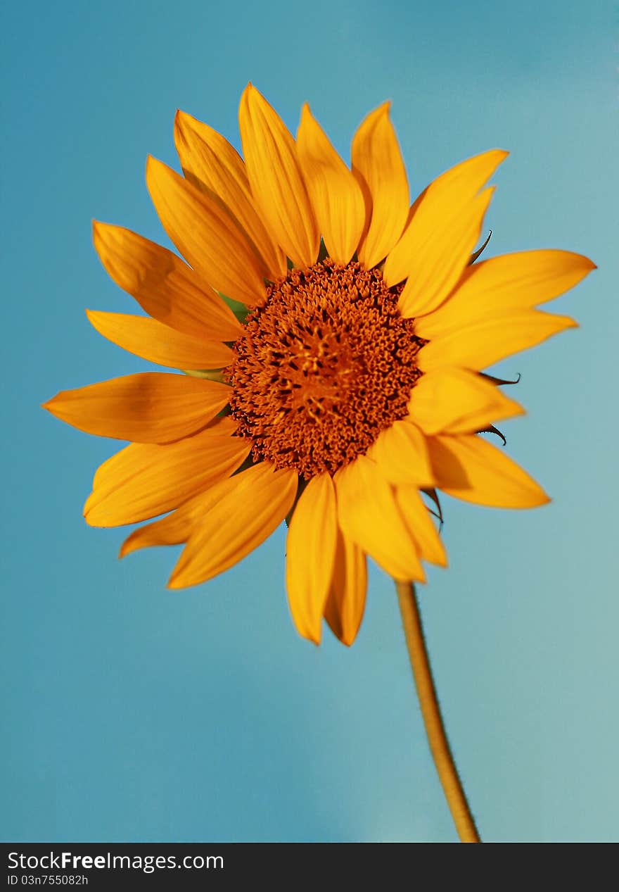 Sunflower