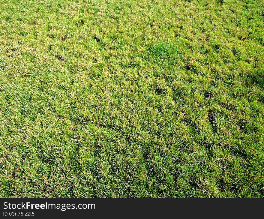 Lawn of a green grass