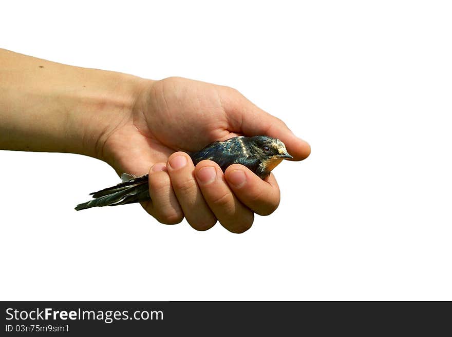 The children's hand holding a swallow on a white background