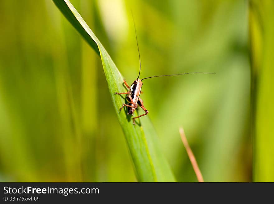 Grasshopper On Leaf