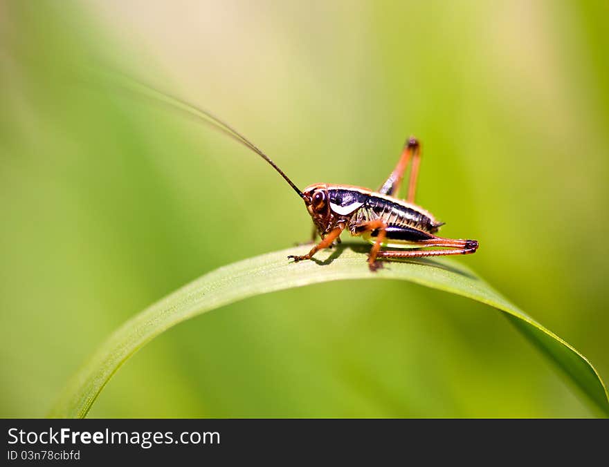 Close up of the grasshopper on leaf