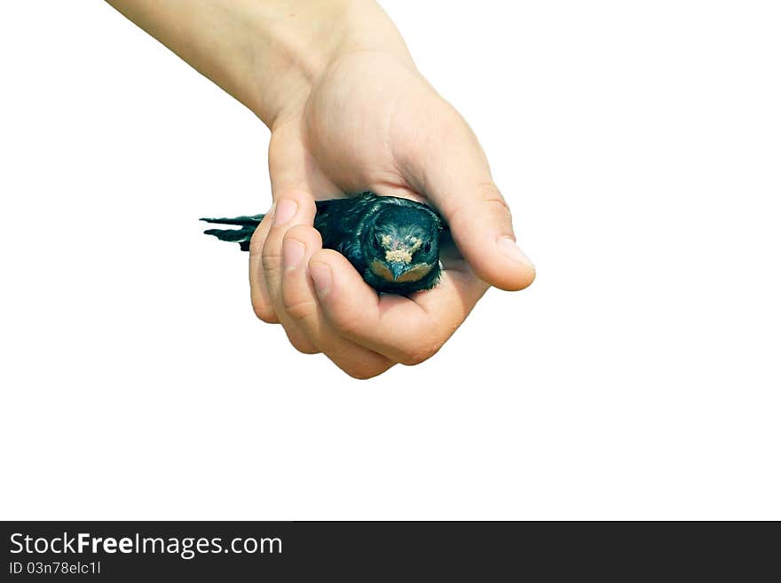 The children's hand holding a swallow on a white background