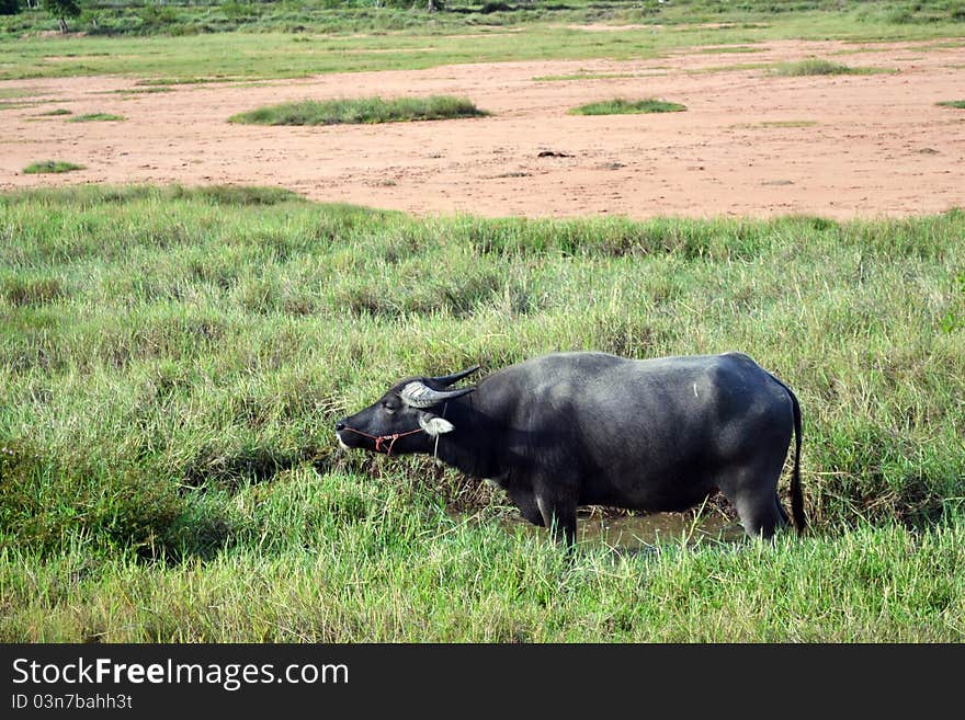 A Buffalo in the farm