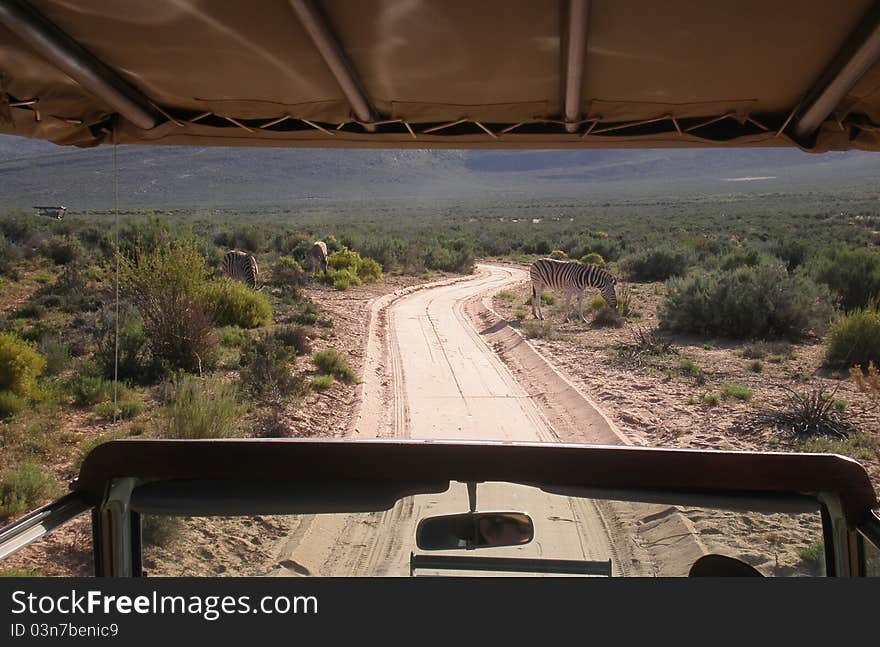 Road scene in bush taken from canopied vehicle with zebra. Road scene in bush taken from canopied vehicle with zebra