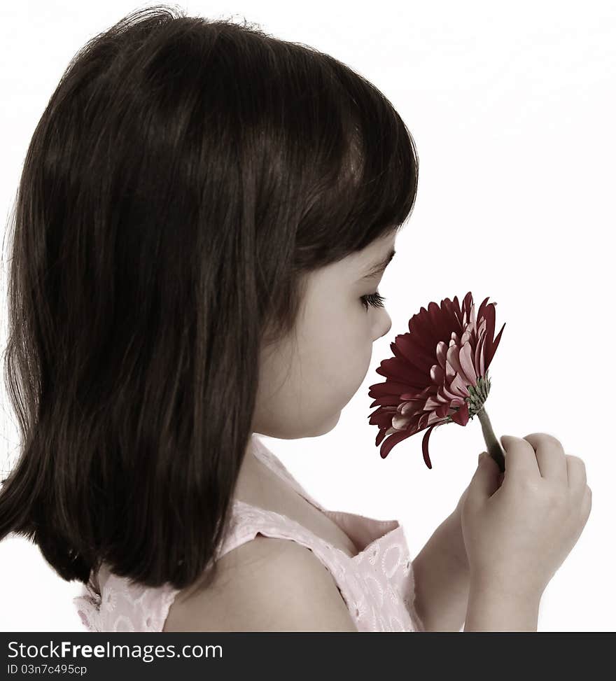 Sweet little girl in dress smelling pink daisy. isolated one white in black and white. Sweet little girl in dress smelling pink daisy. isolated one white in black and white