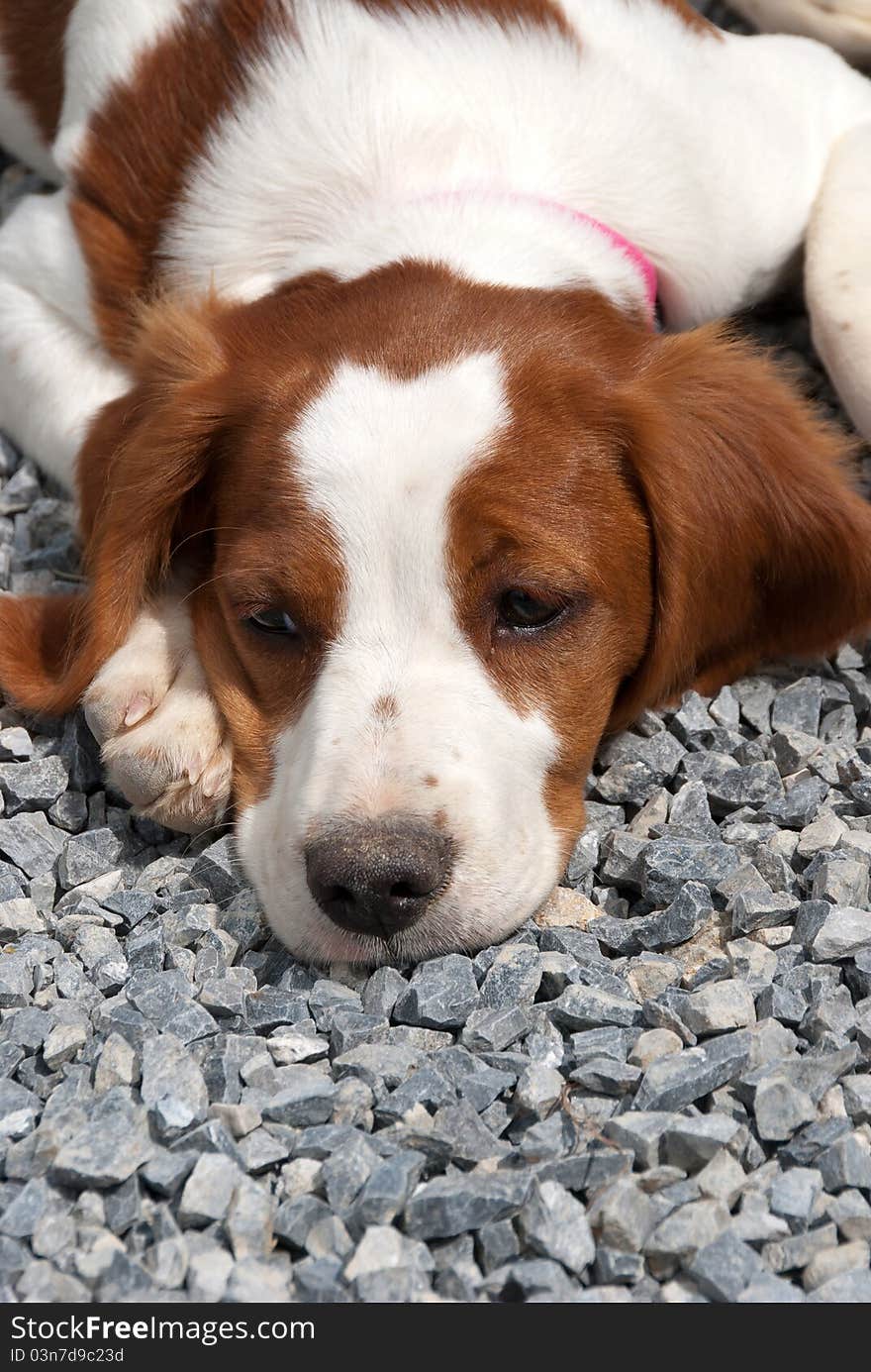 Breton puppy