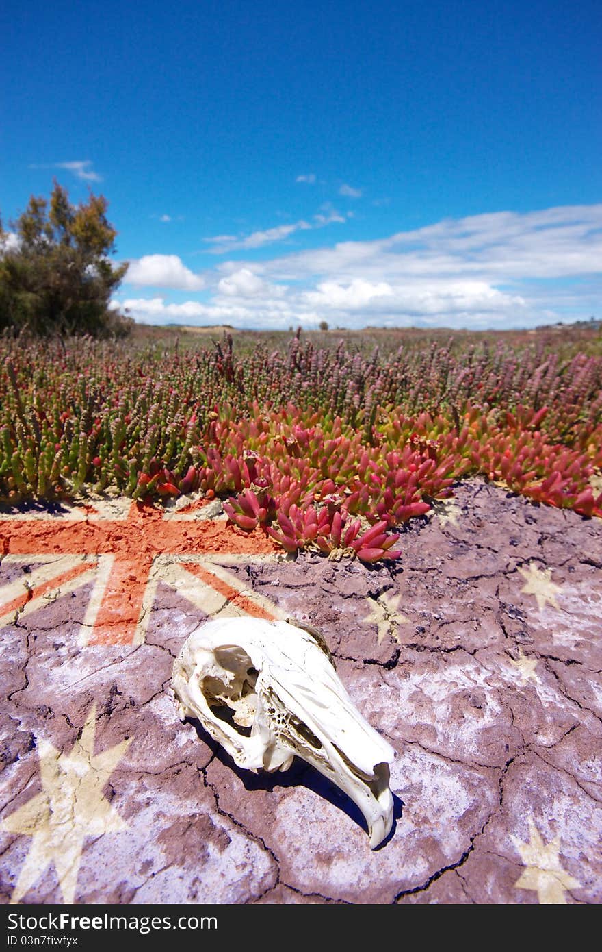 During an Australian summer drought, the remains of a pademelon (wallaby) skull lie on the cracked earth.