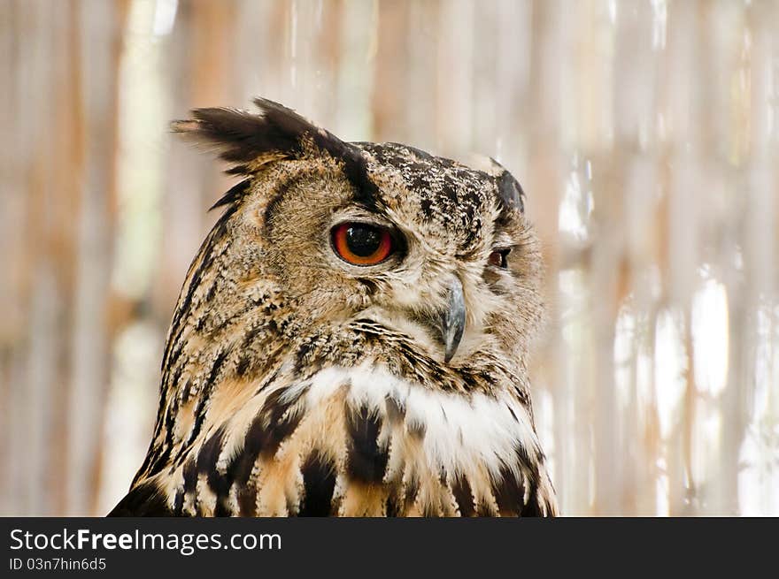 Owl portrait