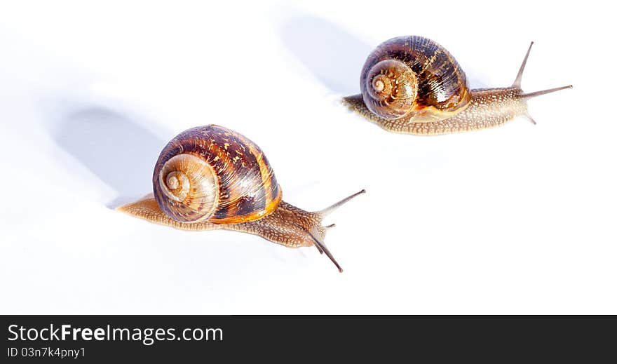 Snails isolated on white background