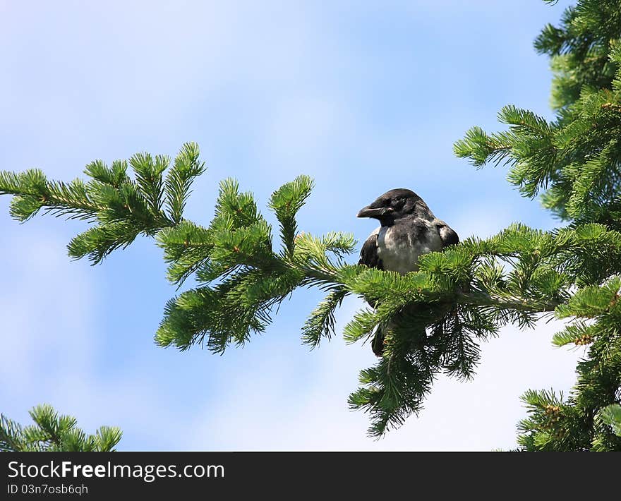 Young chick crows